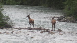 Elk! This was very exciting!