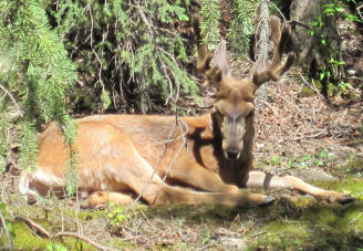 More Elk